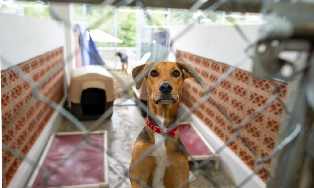 柵越しにこちらを見つめる犬、繁殖のための飼養環境をイメージ