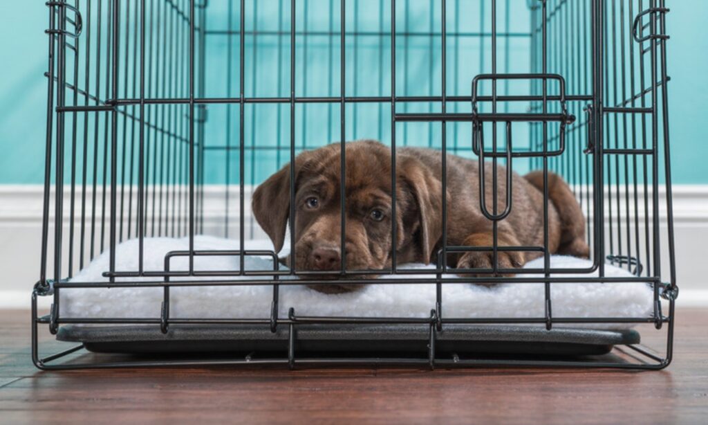 クレートの中で静かに伏せる犬、安心できる居場所づくりをイメージ