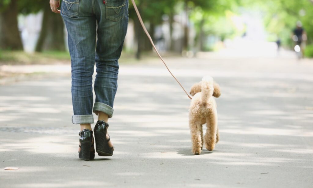飼い主とリードでつながれて並木道を歩くトイプードル、散歩に慣らす過程をイメージ