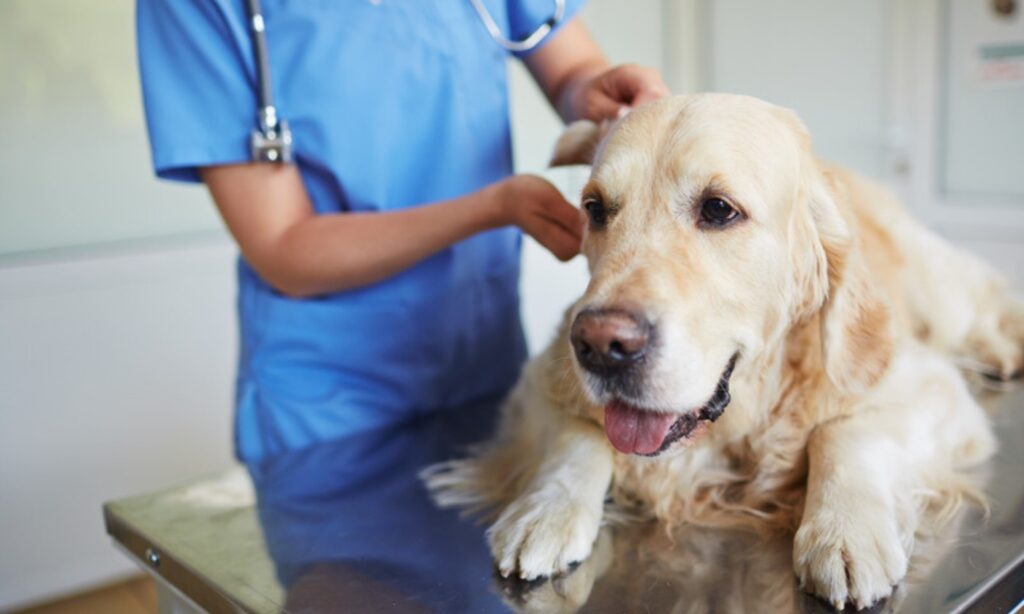 獣医師に診察台で耳を診てもらう犬、迎えた後の健康チェックをイメージ