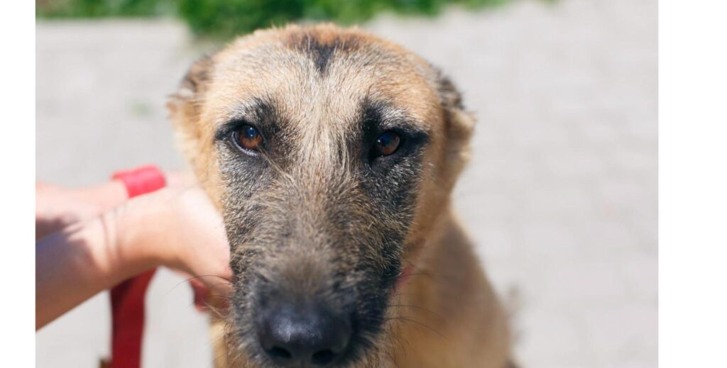 赤いリードをつけた保護犬にそっと触れるボランティアの手、里親になる際に発生する費用をイメージ