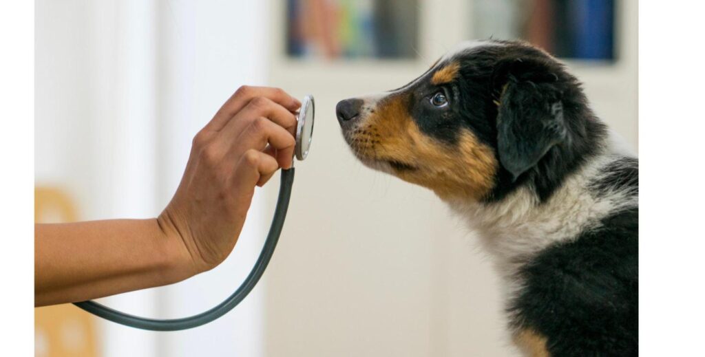 聴診器を当てられる子犬、医療費の目安と考え方をイメージ
