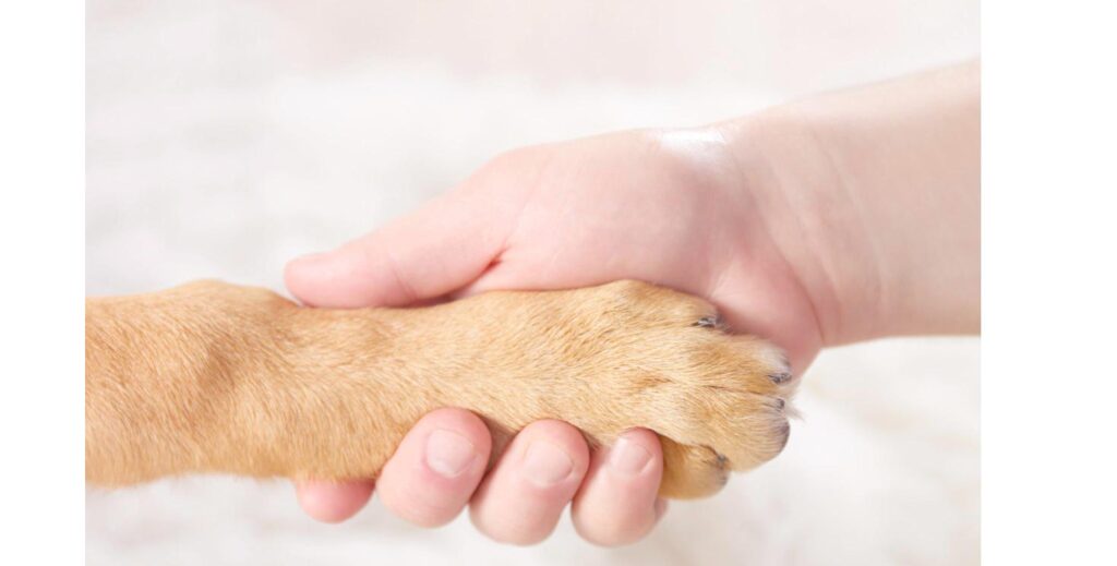 犬の前足を優しく握る人の手、自治体の助成制度についてのサポートをイメージ
