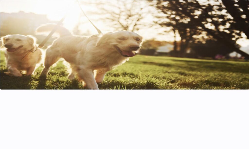 夕日の草原を並んで走る2頭の犬
