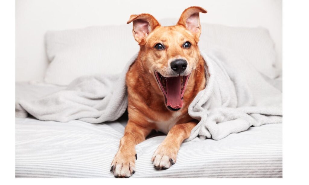 毛布にくるまってあくびをする雑種犬、迎え入れ後の安心できる住環境を表すイメージ