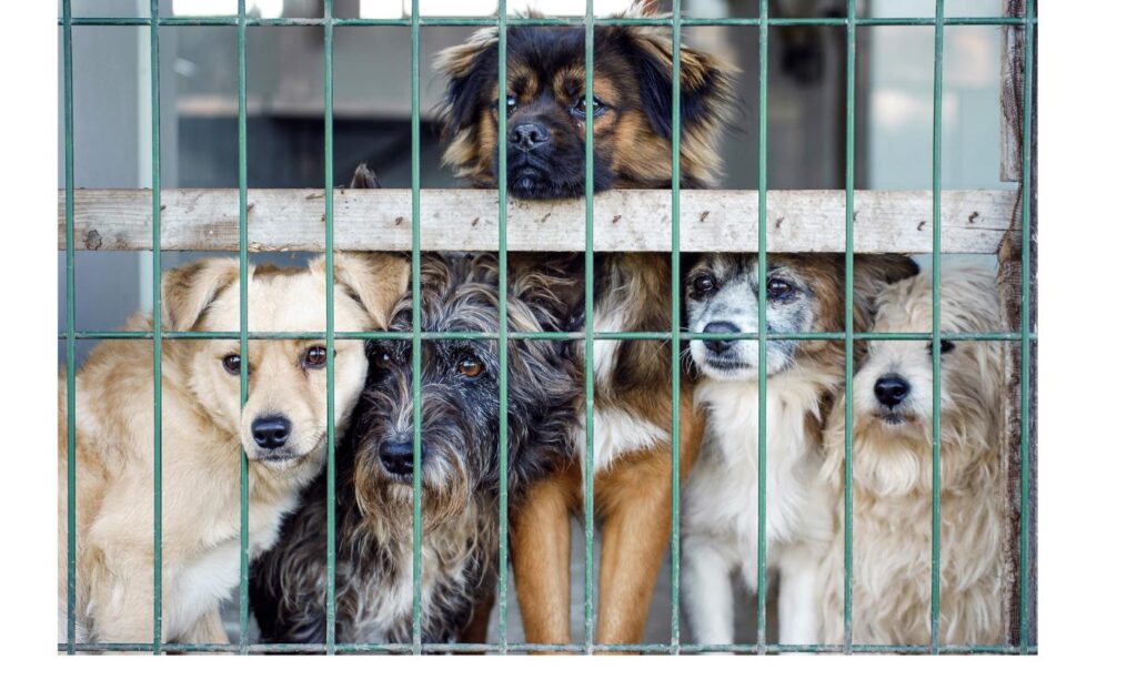 檻の中から不安げにこちらを見つめる複数の保護犬たち、多頭飼育崩壊現場からの保護をイメージ