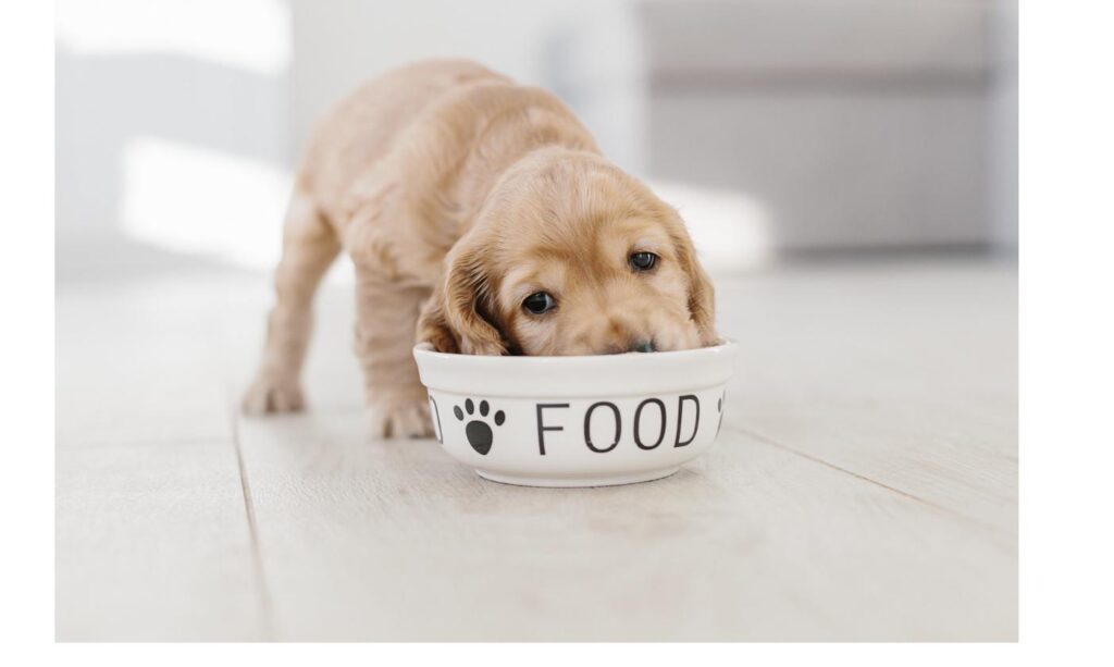 フードボウルからそっと食事をする子犬、食事への不安に配慮する様子をイメージ