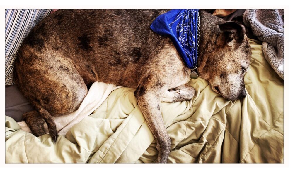 ベッドで安心して丸くなって眠る雑種犬、一頭の生活に慣れてきた様子をイメージ