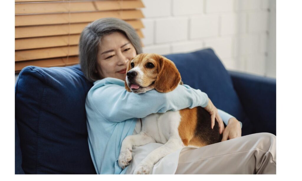 ソファでビーグル犬を優しく抱きしめる女性、多頭飼育崩壊出身の保護犬との穏やかな暮らしをイメージ