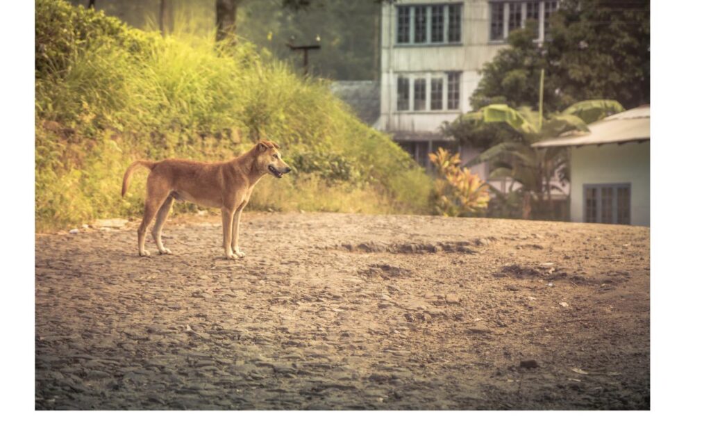 路上に一頭で佇む雑種の野犬、屋外での暮らしを経てきた保護犬をイメージ