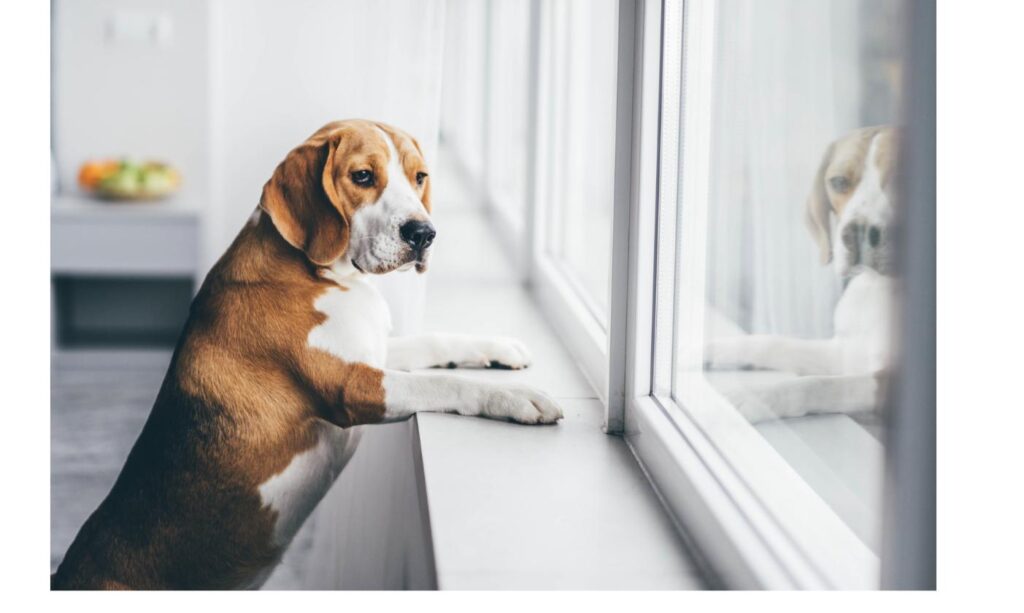 室内の窓辺で外を見つめるビーグル。屋内での暮らしにこれから慣れていく保護犬をイメージ
