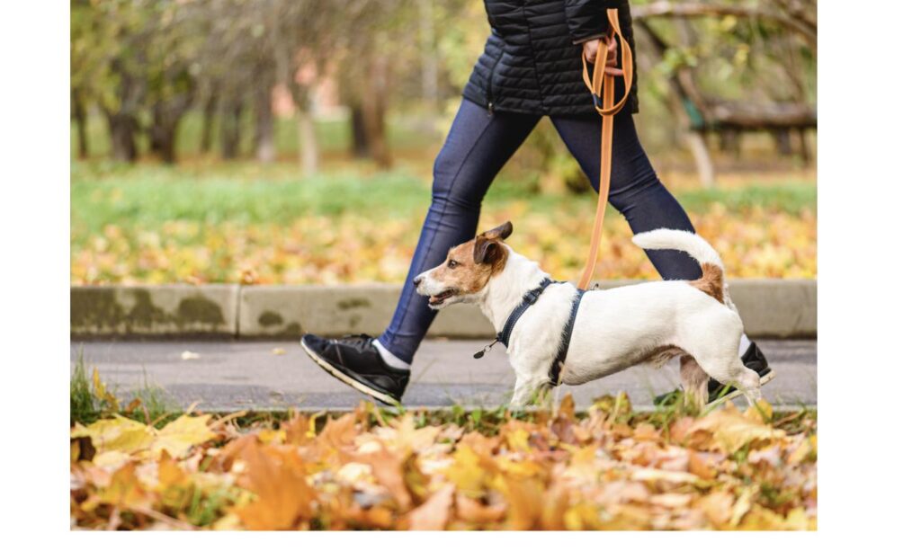 リードを付けて落ち着いて散歩する犬、しつけの行き届いた飼い主都合の引き取り犬をイメージ