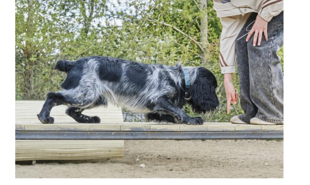手信号のトレーニングを受ける犬、しつけの再確認が必要な様子をイメージ