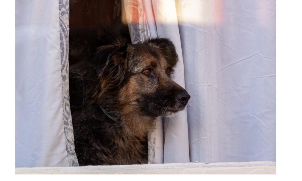 カーテンの隙間から外を寂しげに見つめる犬、環境変化への戸惑いをイメージ