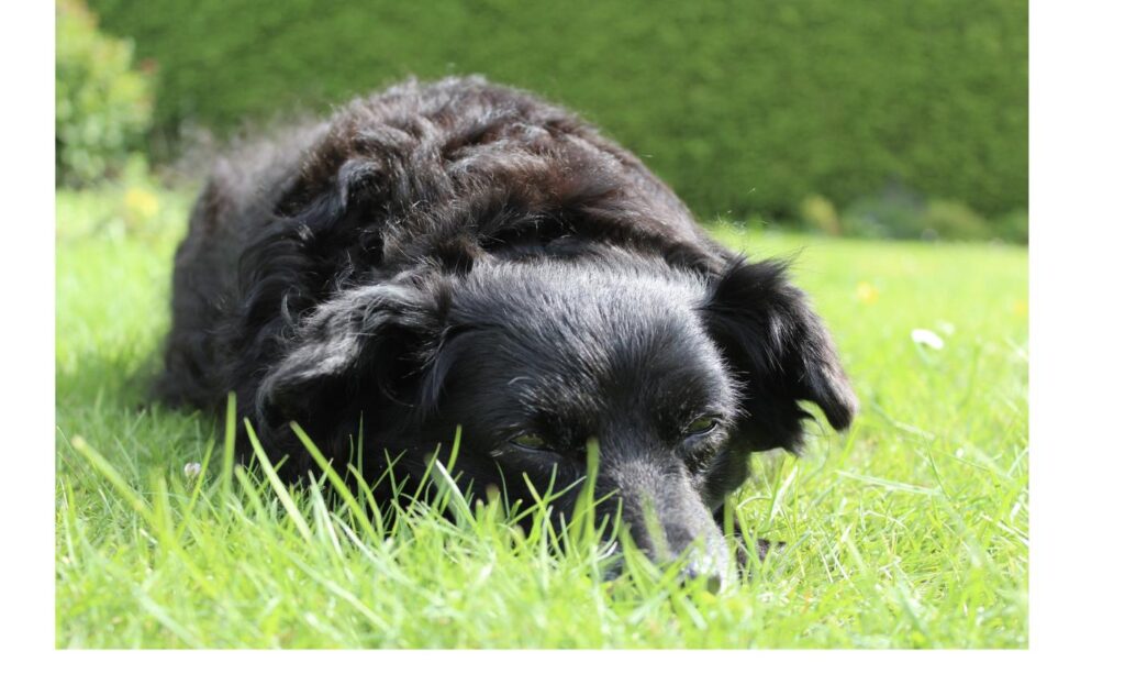 庭の芝生でリラックスして過ごす犬、飼い主都合の引き取り犬との落ち着いた暮らしをイメージ