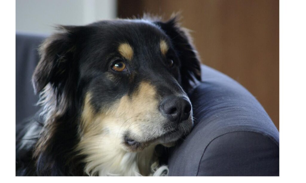ソファでもの思いにふける様子の雑種犬、慣らし期間の落ち着いた過ごし方をイメージ