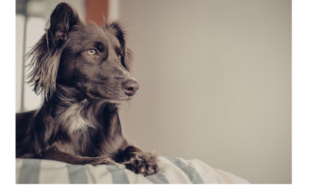 ベッドで穏やかな表情を見せる犬、怖がる犬への静かな接し方をイメージ