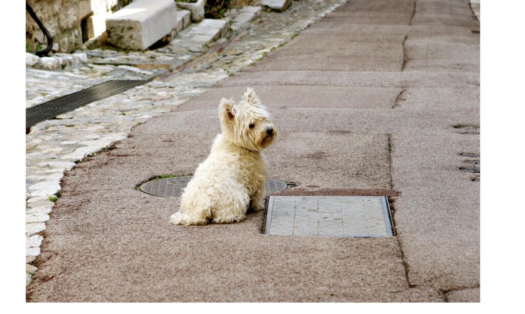 道端で辛抱強く座って待つ犬、「待つ」ことの大切さをイメージ