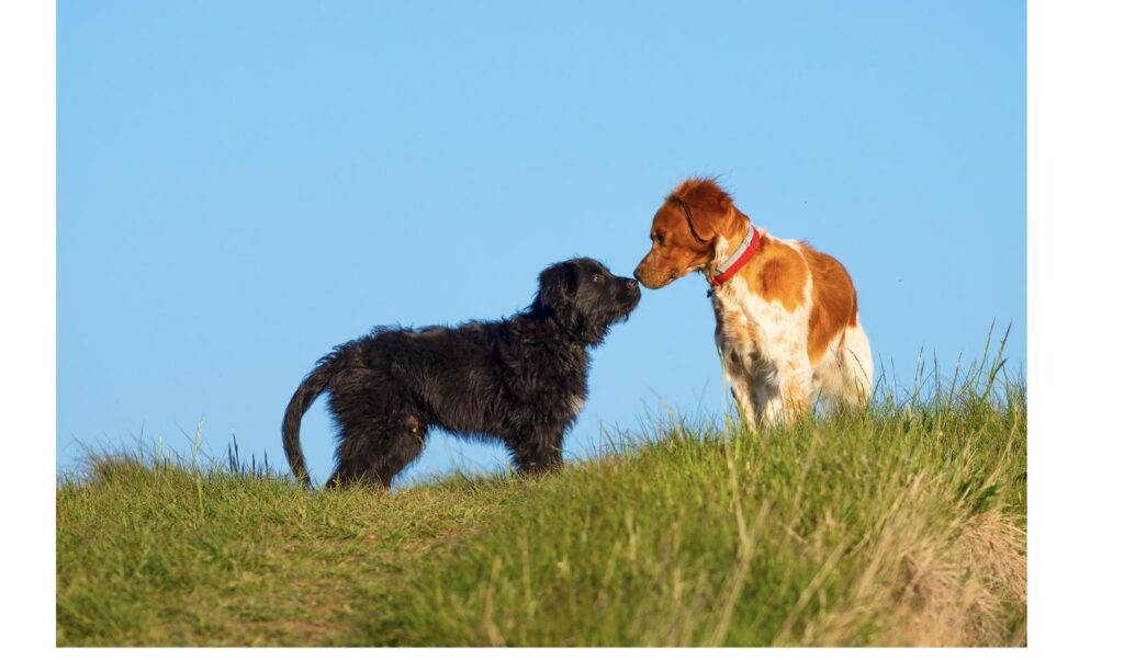 草原で鼻を合わせて挨拶する黒い犬と茶色い犬、社会化のやり直しをイメージ