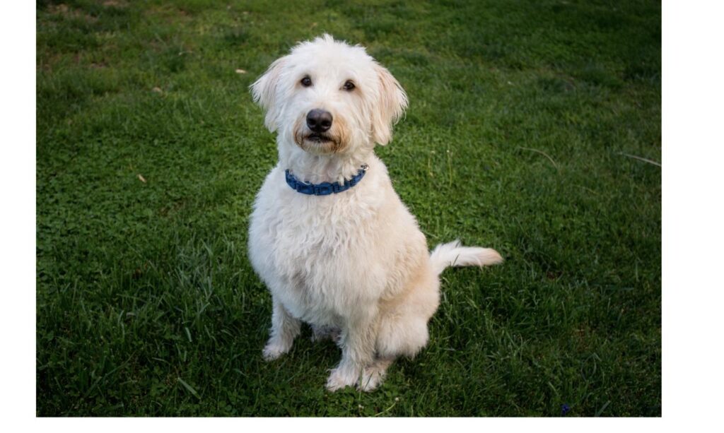 芝生の上できちんと座って指示を待つ犬、しつけの前提となる姿勢をイメージ