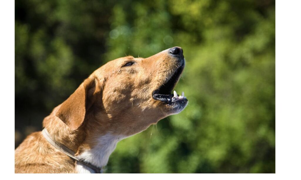 空に向かって吠える犬の横顔、無駄吠えへの対応をイメージ