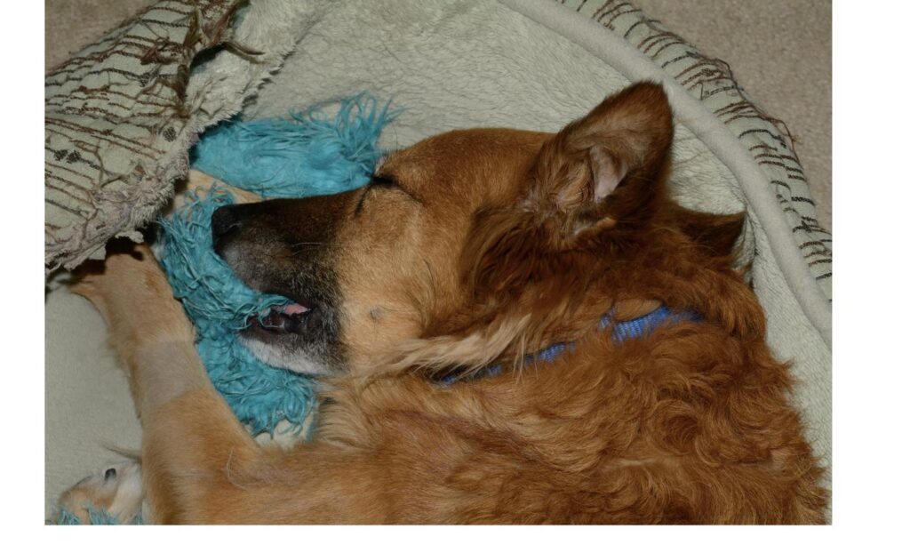 おもちゃを咥えたまま眠る雑種犬、噛み癖への対応をイメージ
