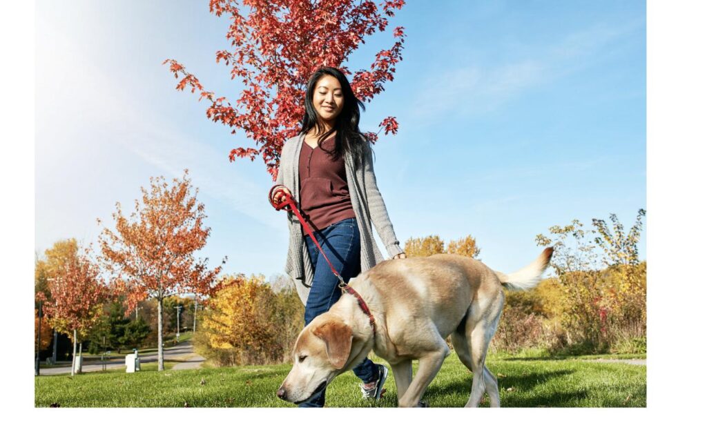 紅葉した公園を笑顔で犬と散歩する女性、しつけの積み重ねが信頼関係につながることをイメージ