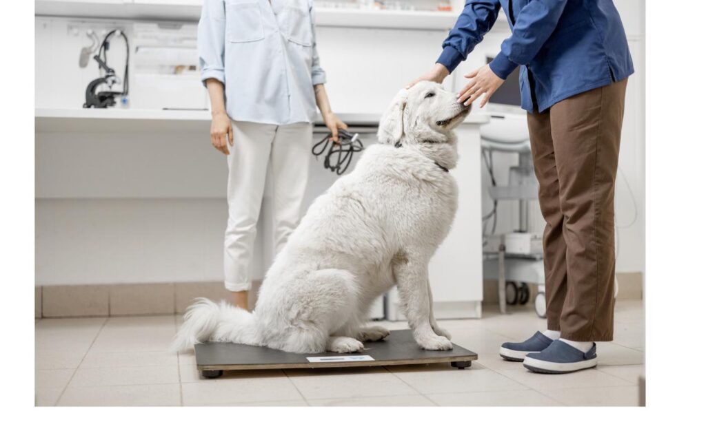 動物病院の体重計に乗る大型犬と付き添うスタッフ、迎えて最初にすべきことをイメージ