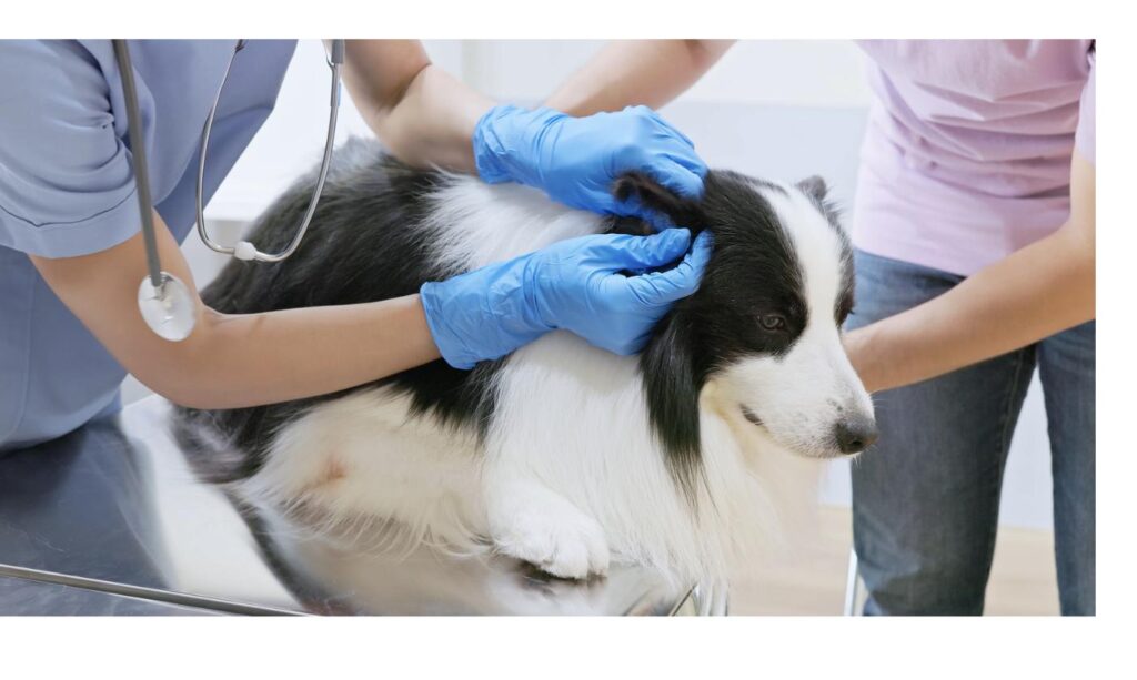 獣医師が犬の耳を丁寧にチェックする様子、初診でのチェックポイントをイメージ