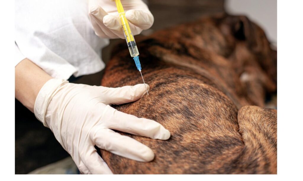犬にワクチンを接種する獣医師の手元、ワクチン・フィラリア予防の基本をイメージ