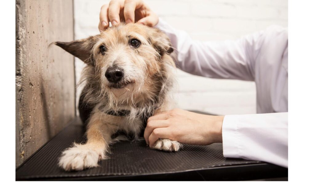 獣医師に優しく撫でられる雑種犬、保護犬に多い健康上の注意点をイメージ