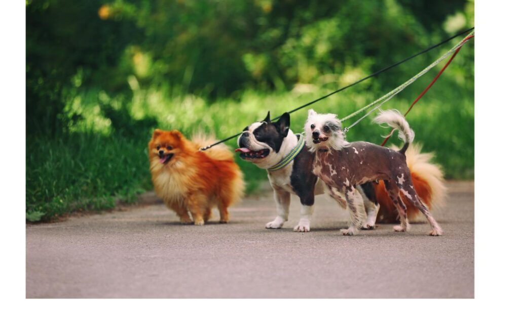 リードをつけて一緒に歩く複数の犬、先住犬との対面のさせ方をイメージ