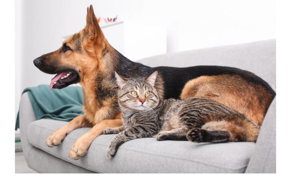ソファで寄り添う犬と猫、先住猫との対面のさせ方をイメージ