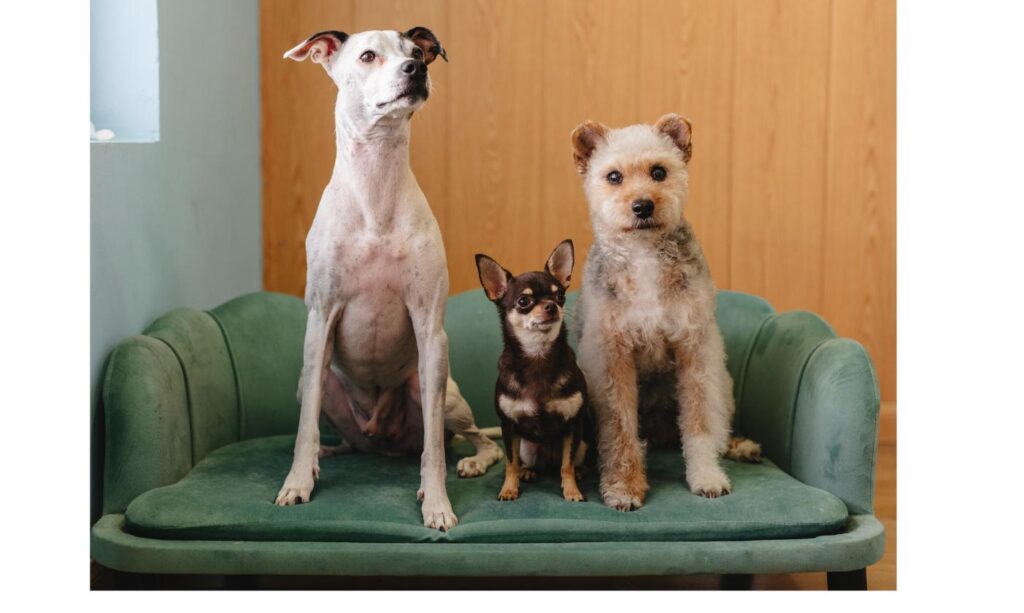 ソファに並んで座る3匹の犬、迎えてからしばらくの生活の工夫をイメージ