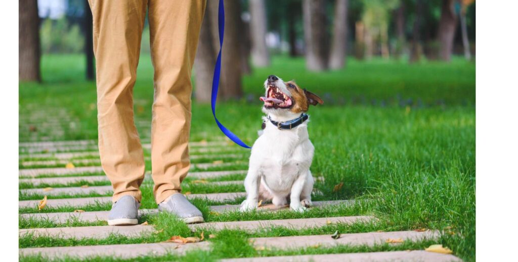 公園の遊歩道でリードをつけて歩く犬、保護犬のお出かけで意識したいことをイメージ