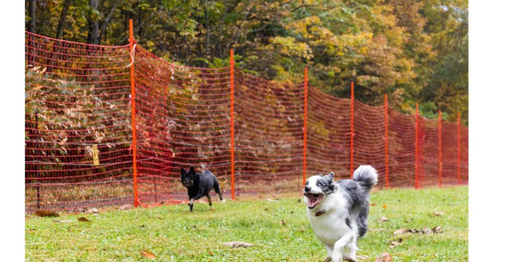 柵のあるドッグランで走り回る2匹の犬、ドッグランデビューは慎重にをイメージ