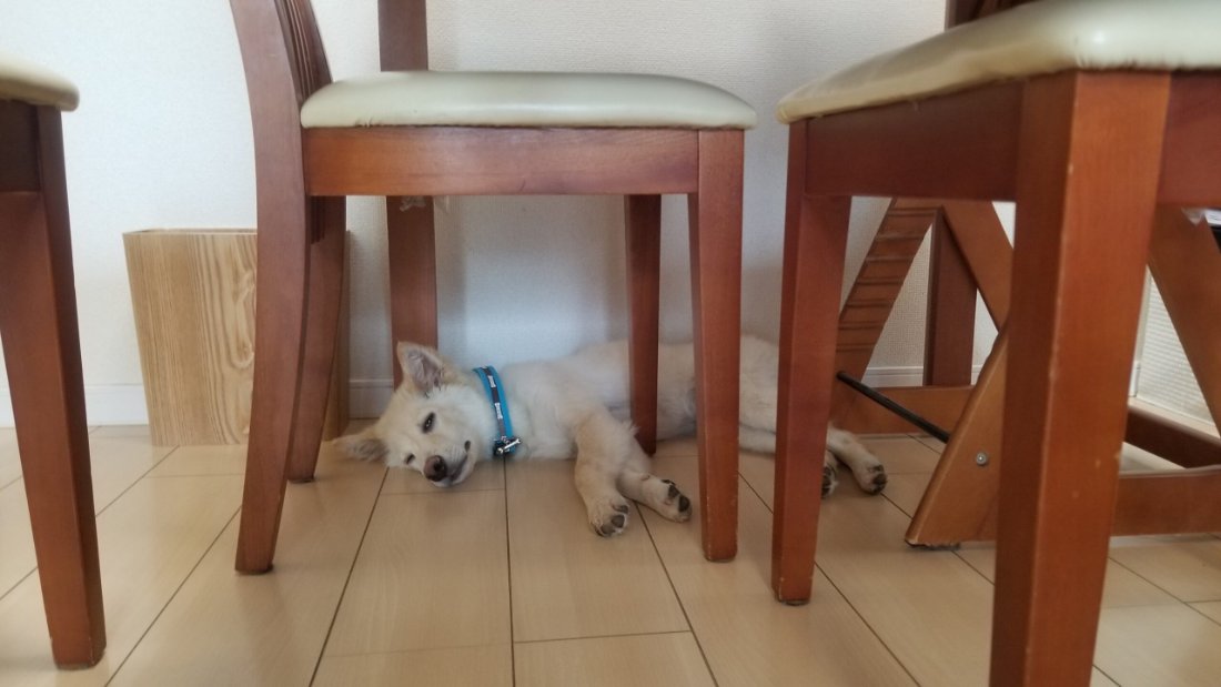 椅子の下で眠る子犬のころのキナリ