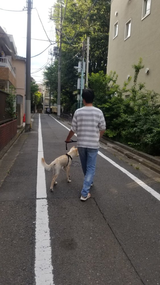 家族と一緒に住宅街を散歩するキナリ