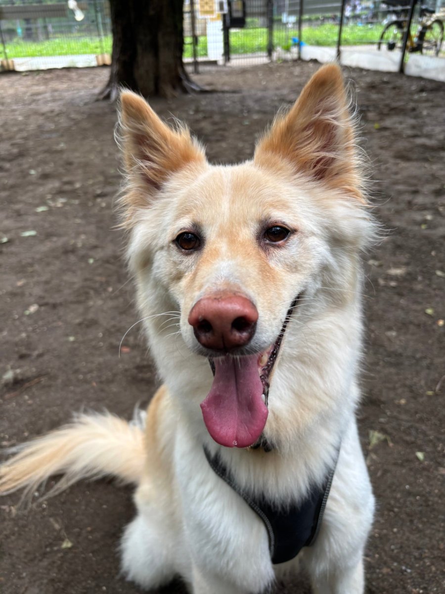 公園で舌を出して笑うキナリの顔のアップ