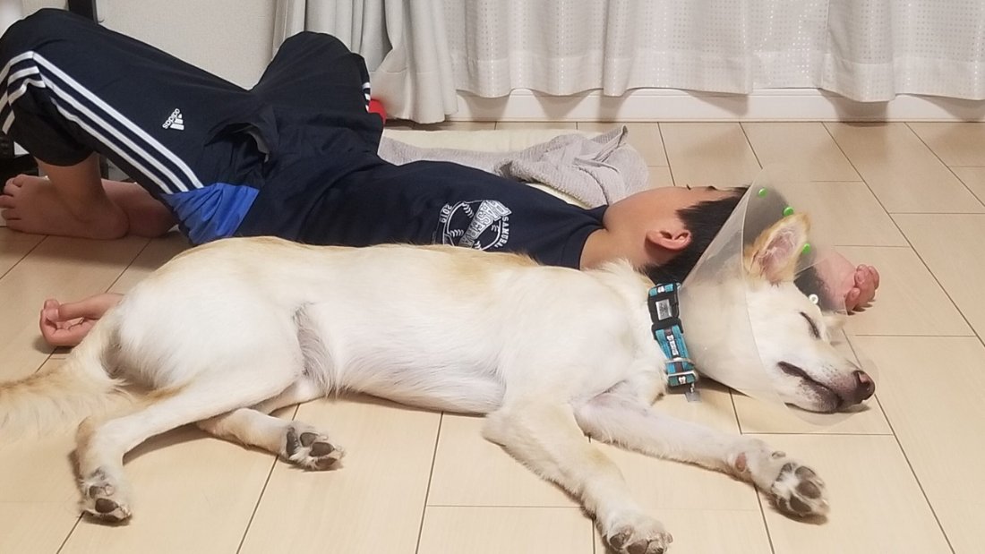 床で息子さんと並んで眠るキナリ