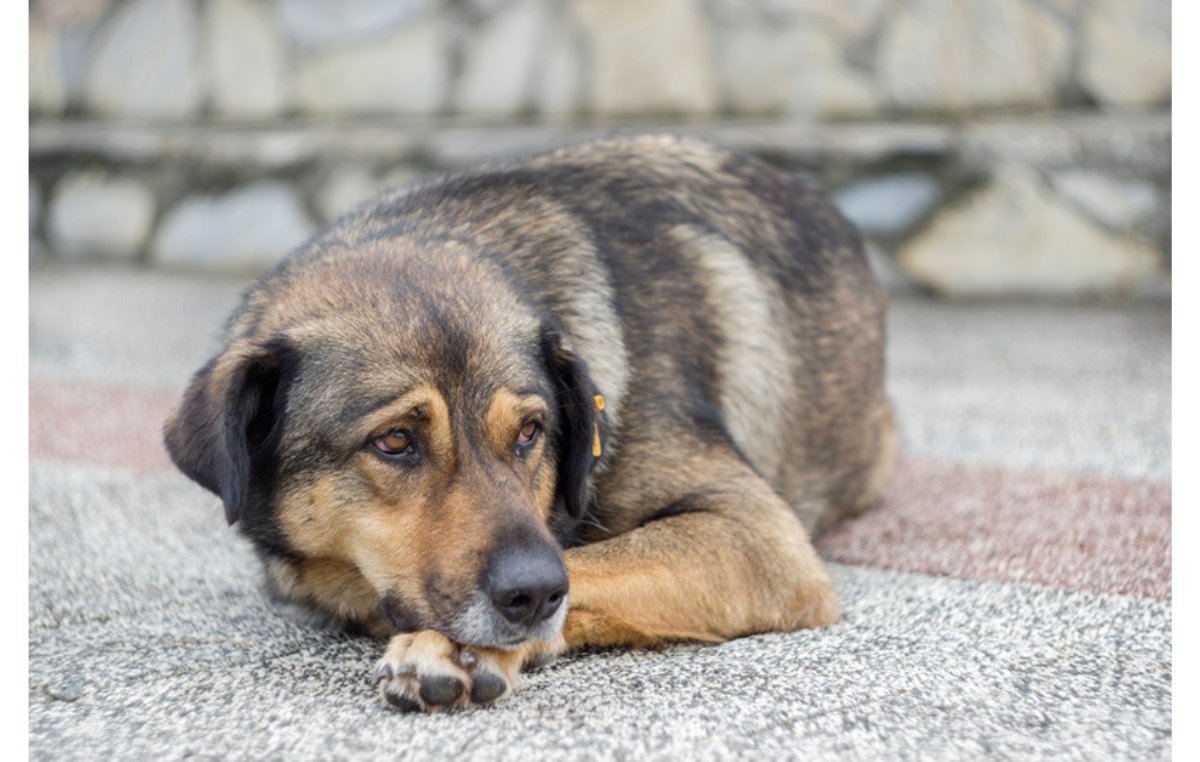 路上に伏せる雑種の中型犬｜脱走した犬が戻れなくなる現実