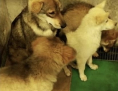 保護施設で子犬たちに囲まれる父犬と、右にいる白い子犬のキナリ