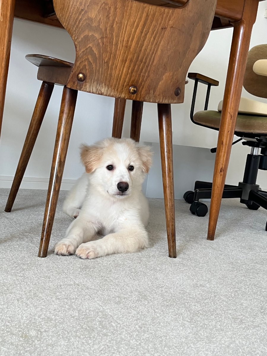 迎えて間もない頃のアル。椅子の脚のあいだからこちらを見上げる子犬