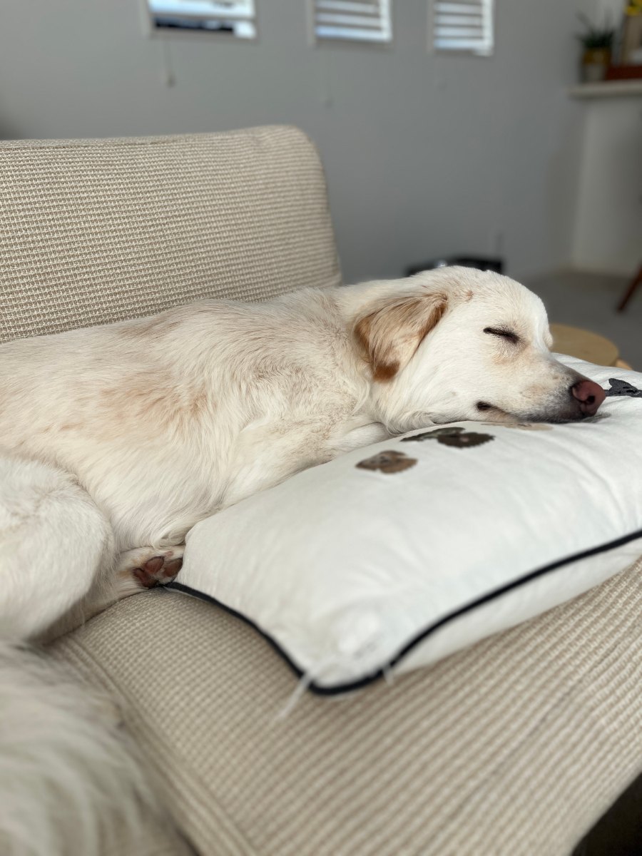 ソファのクッションに頭をのせて眠るアル