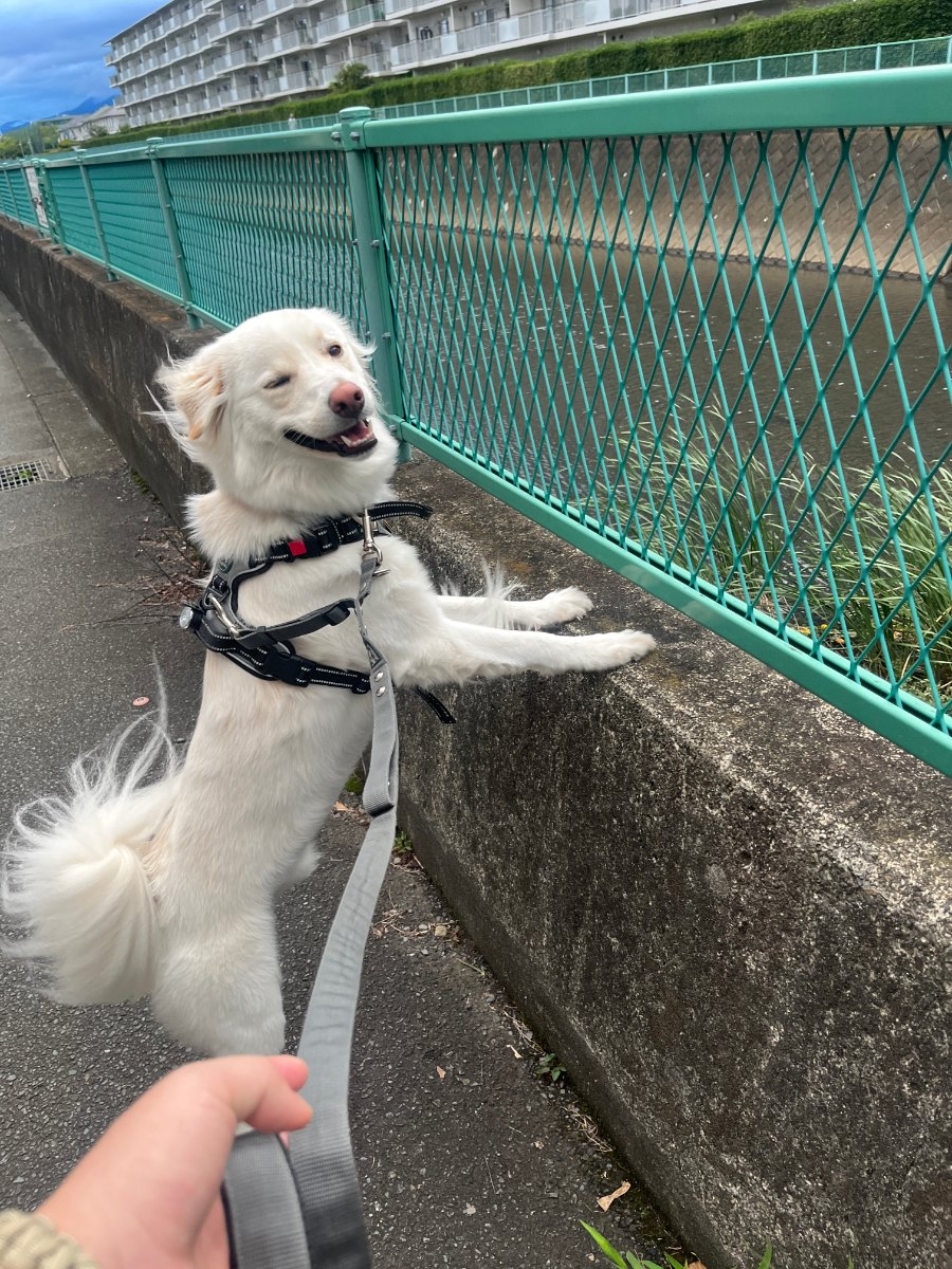 リードをつけて散歩中、こちらを振り向くアル