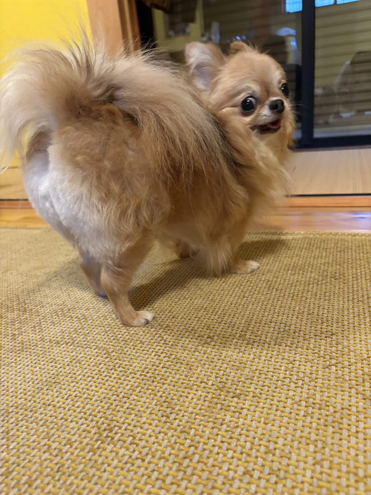 室内で尻尾を立てて振り返るしゅうまい